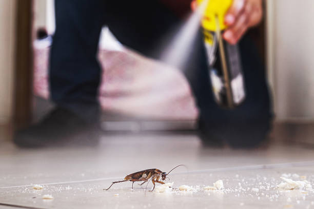 Best Best Pest Control Companies  in Adairsville, GA